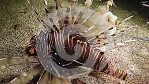 Common lionfish Pterois volitans, the fish swims over the sandy bottom at night and catches small fish that have sailed to the l