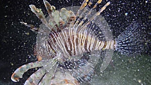 Common lionfish Pterois volitans, the fish swims over the sandy bottom at night and catches small fish that have sailed to the l