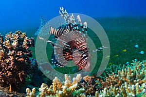 Common Lionfish (Pterois volitans) swims under a hard coral on a