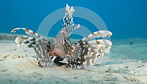 Common lionfish on the sandy seabed. photo