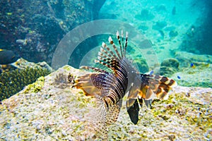 Common Lionfish in sea of Seychelles