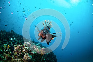Common Lionfish swimming above coral reefs in Gili, Lombok, Nusa Tenggara Barat, Indonesia underwater photo