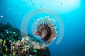 Common Lionfish swimming above coral reefs in Gili, Lombok, Nusa Tenggara Barat, Indonesia underwater photo