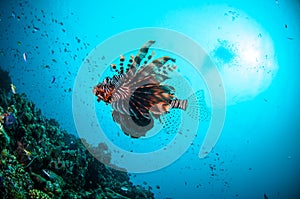 Common Lionfish swimming above coral reefs in Gili, Lombok, Nusa Tenggara Barat, Indonesia underwater photo