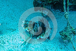 Common Lionfish, Turkeyfish on a tropical coral reef. Dramatic deepwater light. Red lionfish beautiful and dangerous sea fish.