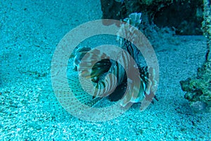 Common Lionfish, Turkeyfish on a tropical coral reef. Dramatic deepwater light. Red lionfish beautiful and dangerous sea fish.