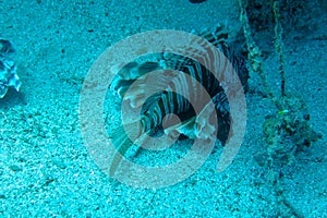 Common Lionfish, Turkeyfish on a tropical coral reef. Dramatic deepwater light. Red lionfish beautiful and dangerous sea fish.