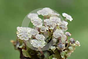Common liverwort Marchantia polymorpha