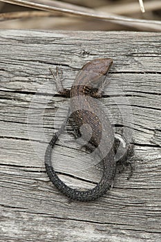 Common Lizard