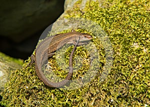 Common Lizard