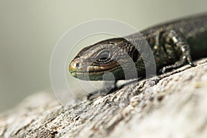 Common Lizard