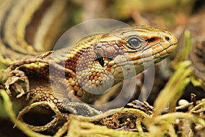 Common Lizard