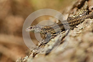 Common Lizard