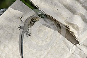 Common lizard basking on cardboard