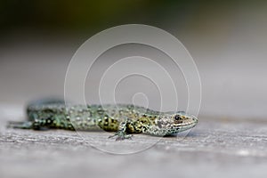 Common Lizard