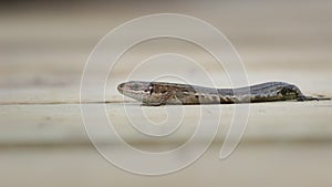 Common Lizard