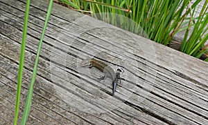 Common lizard on a boardwalk among grass