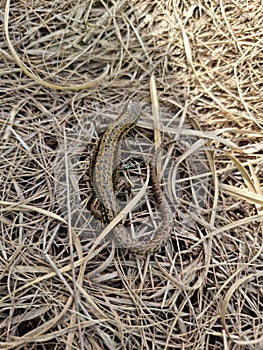 Common Lizard , BritishWildlife