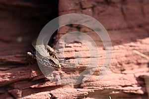 common lizard climbing on a sand stone rock