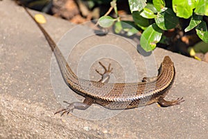 Common lizard on the concrete wall in sunshine