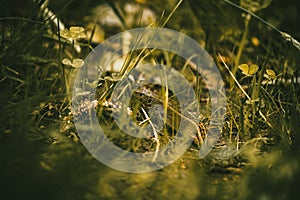 Common lizard in the forest