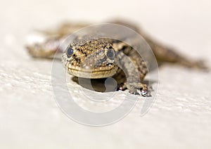 Common Lizard (Juvenile)