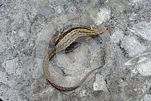Common Lizard, Lacerta vivipara,
