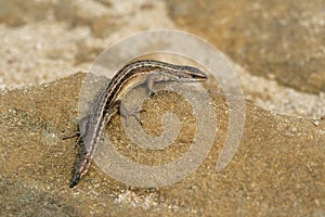 Common Lizard, Lacerta vivipara,