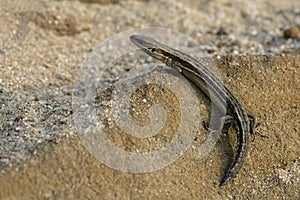 Common Lizard, Lacerta vivipara,