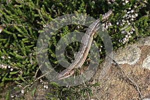 Common Lizard, Lacerta vivipara,