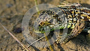 Common lizard lat. Lacerta agilis warms in a sunny glade. Summer