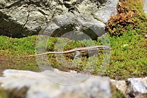 Common lizard