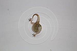 A common lizard posing on the wall