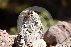 Common lizard, Psammodromus Algirus reptile