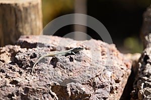 Common lizard, Psammodromus Algirus reptile