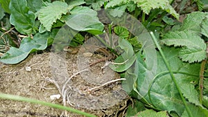 Common lizard Scientific name: Zootoca vivipara uk
