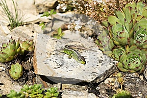 Common Lizard on stone in sunny summer