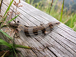 Common Lizard in Tatra National Park