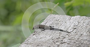 A common lizard on top of the roof in the forest