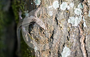 Common lizard on a trunk in the Palatinate Forest. Germany