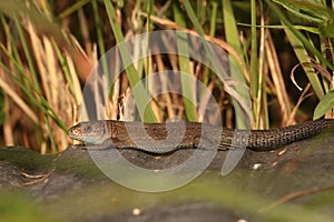 Common lizard .