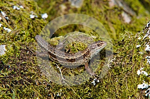 Common Lizard (Viviparous)