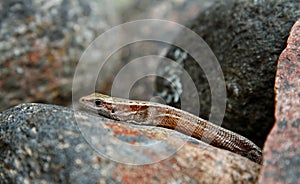 Common lizard warming on a gray stone
