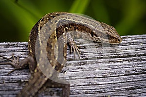 The common lizard warms up with a gray plank