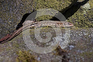 Common Lizard, Zootoca vivipara