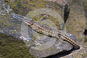 Common Lizard, Zootoca vivipara