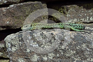 Common Lizard, Zootoca vivipara