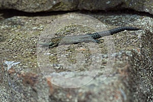 Common Lizard, Zootoca vivipara