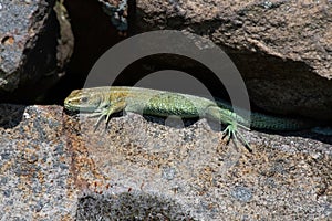 Common Lizard, Zootoca vivipara