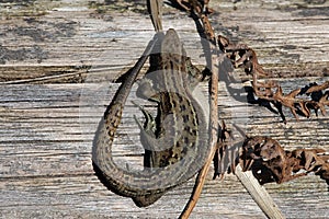 Common Lizard, Zootoca vivipara